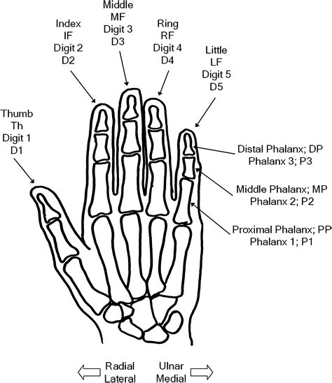 digits of the hand
